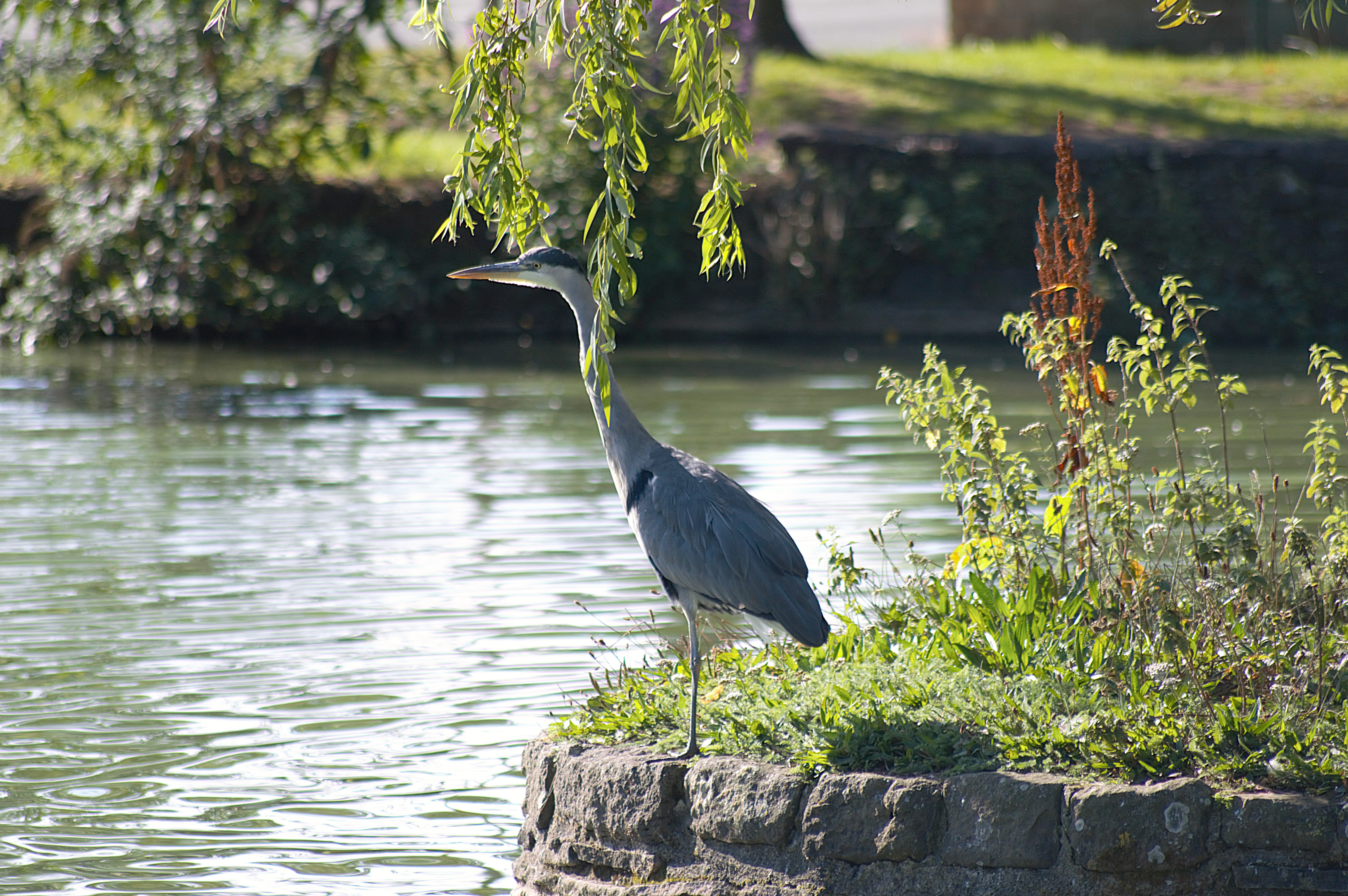 Callum Barraclough, Duck Pond Image