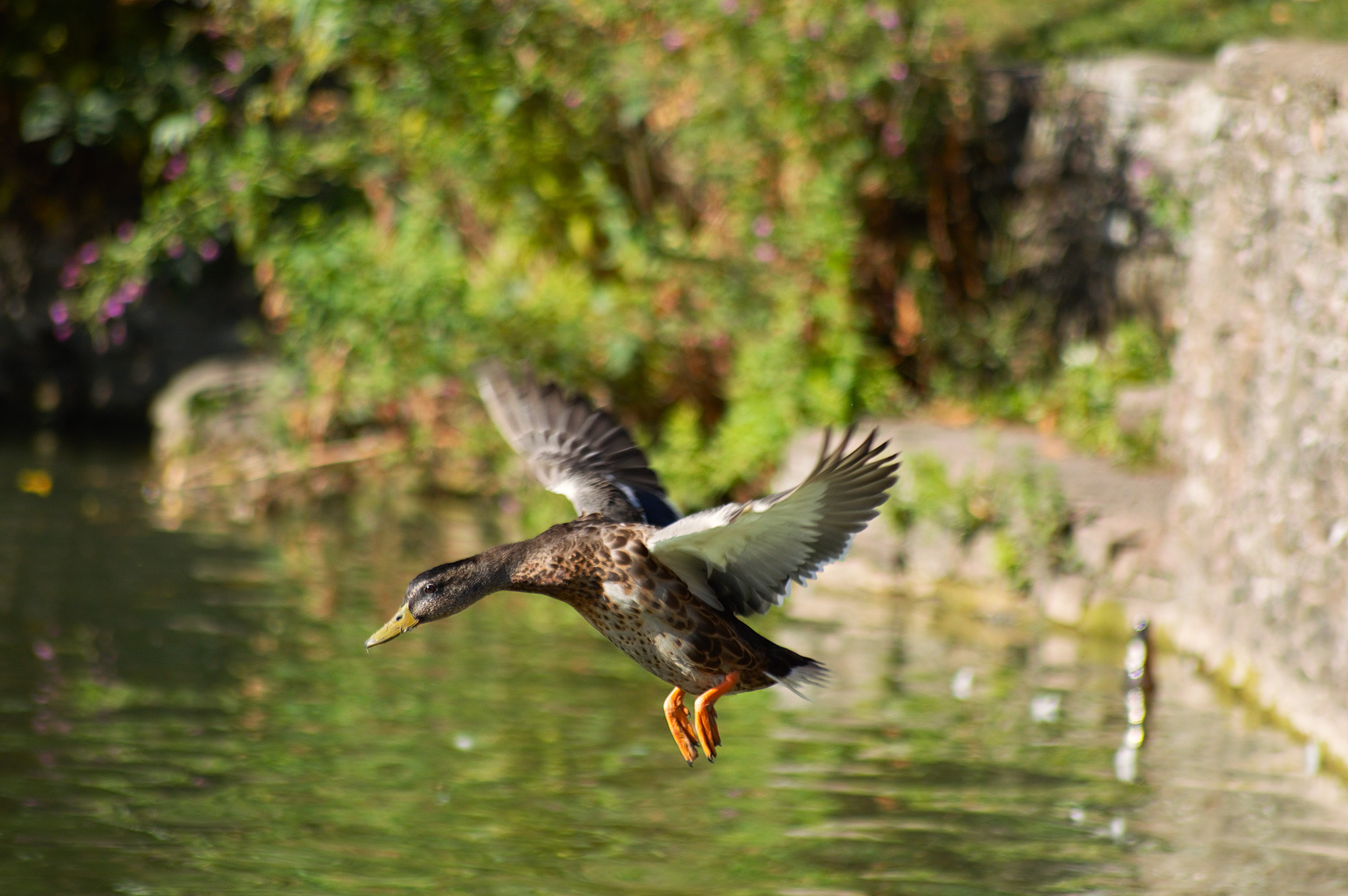 Callum Barraclough, Duck Pond WINNER Image