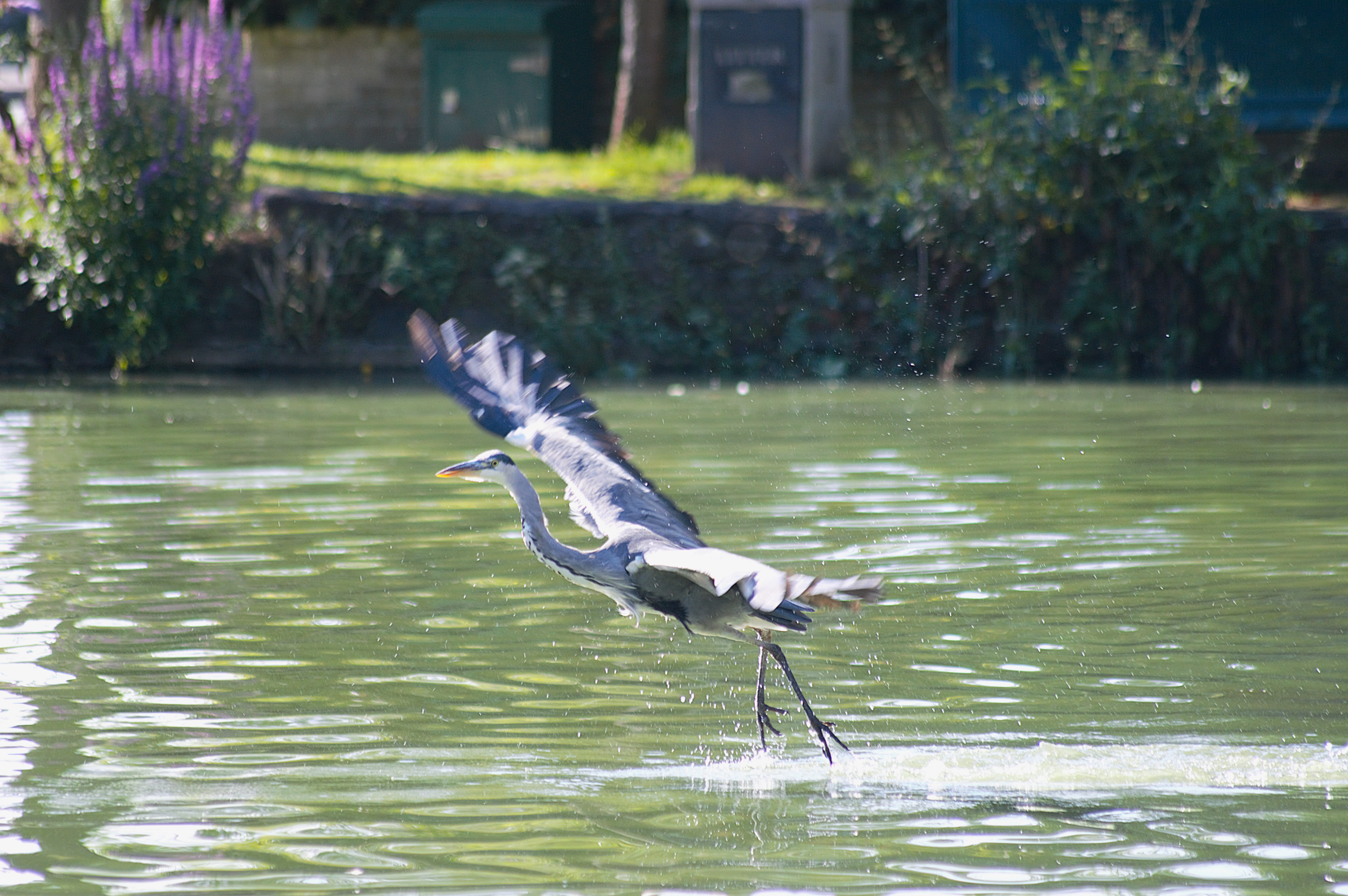 Callum Barraclough, Duck Pond Image