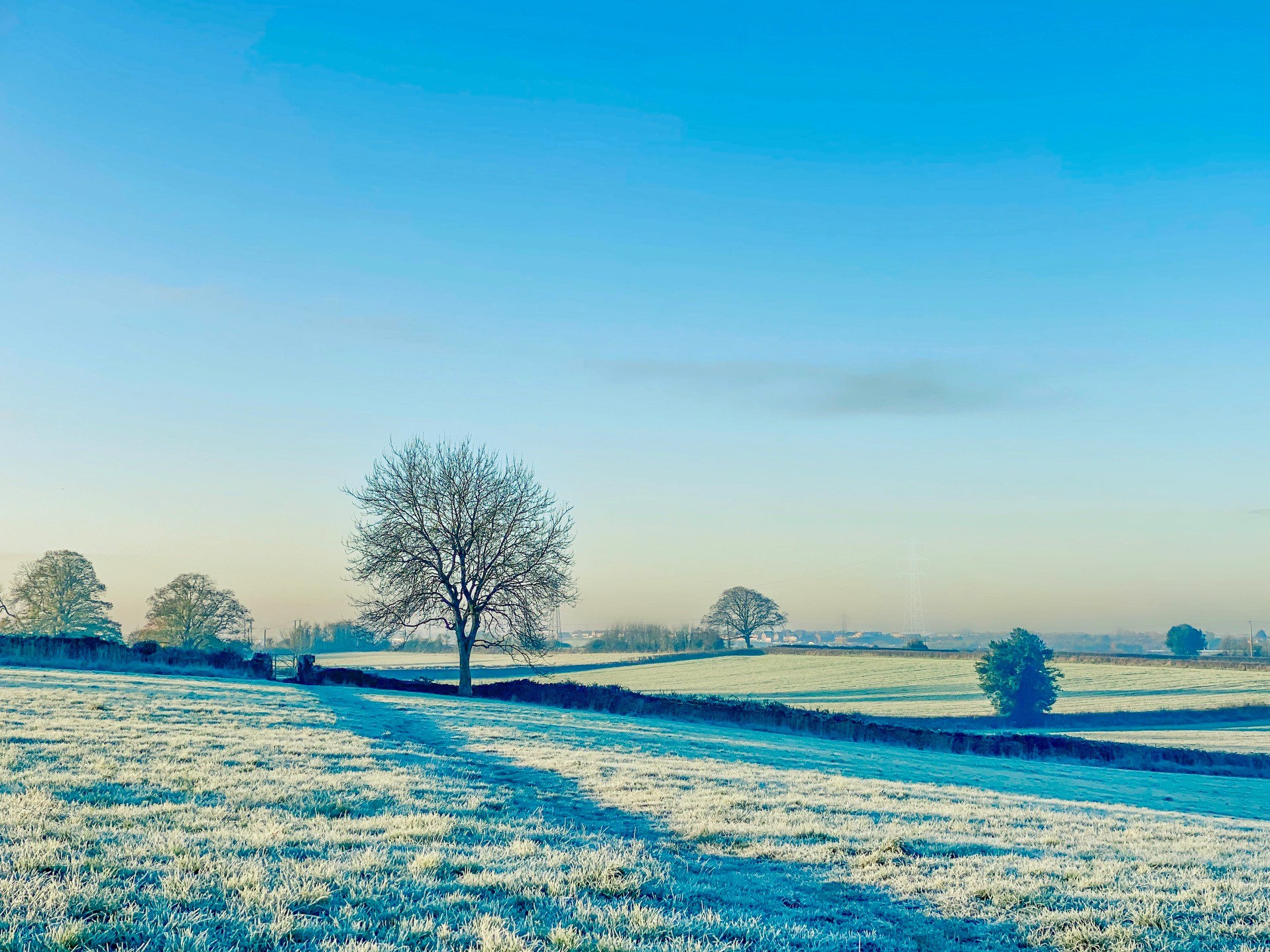 Photo 9 - Simon Goodwin field tree winterbourne