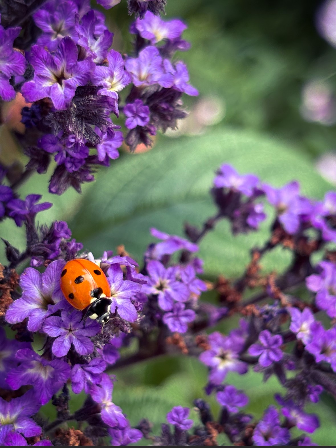 Photo 10 - Verity Henson ladybird on flowers
