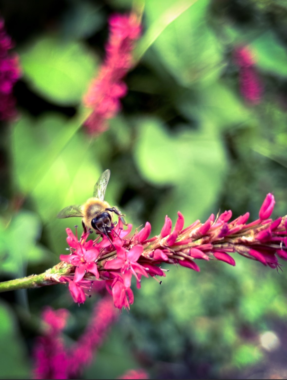 Photo 11 - Verity Henson honey bee on flower