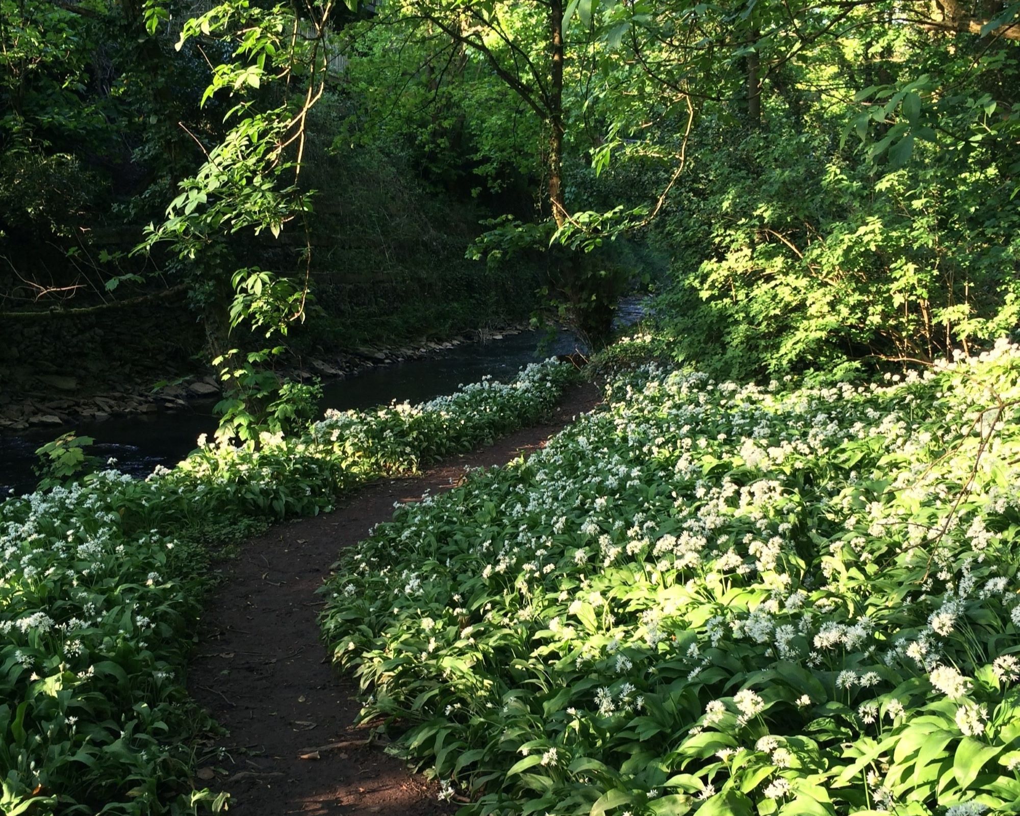 Photo 2 - Amy Cessford trees by water