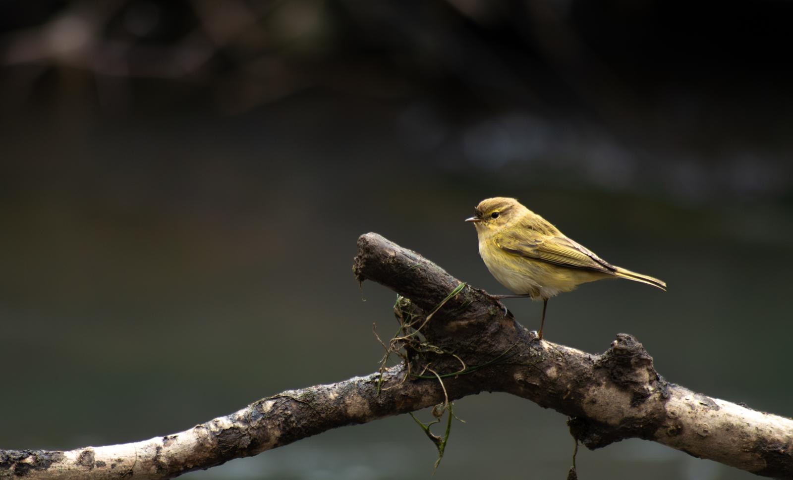 Photo 3 - Callum Barraclough yellow bird on branch