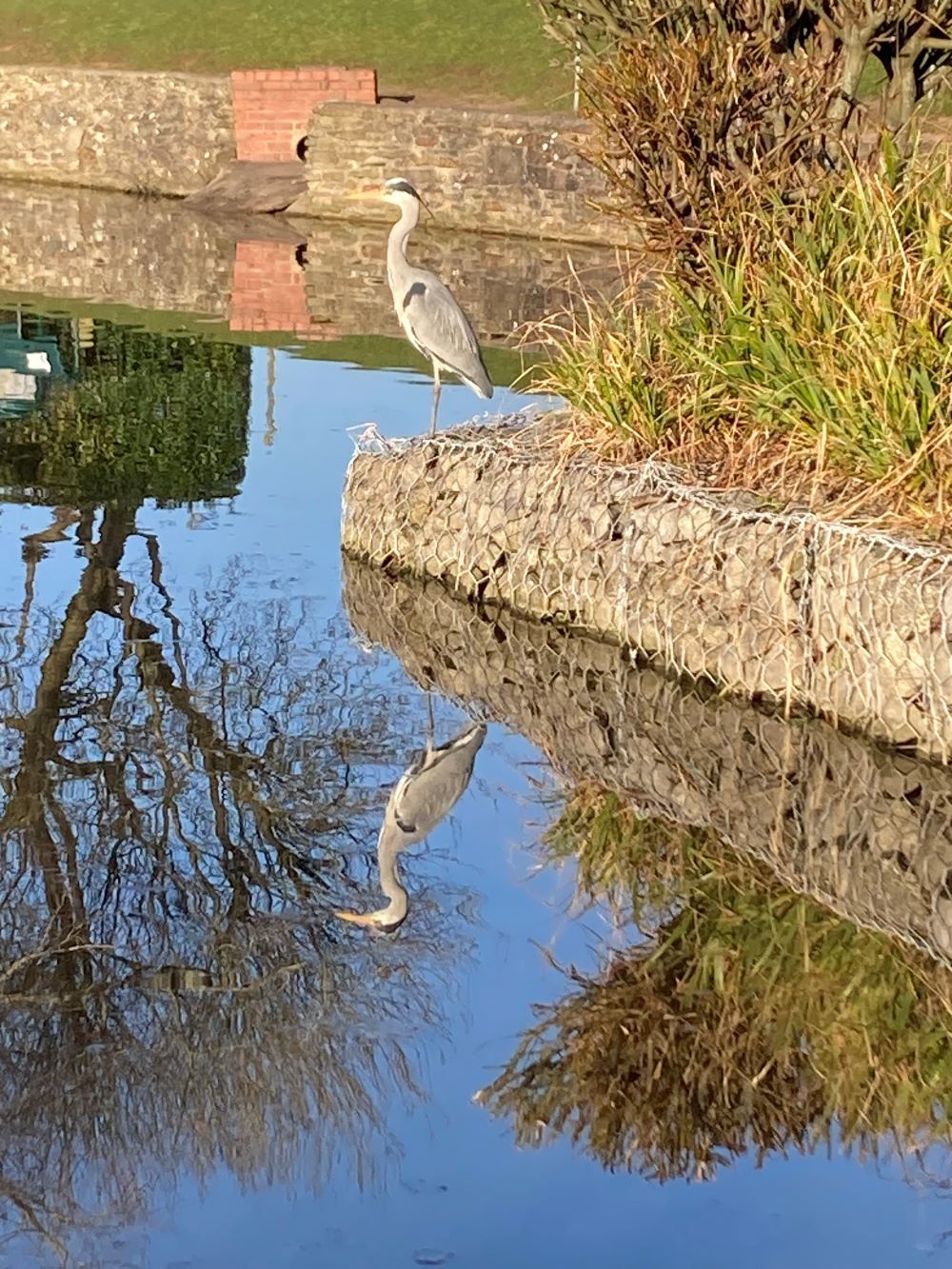 Photo 6 - Liz Windett Heron at duck pond