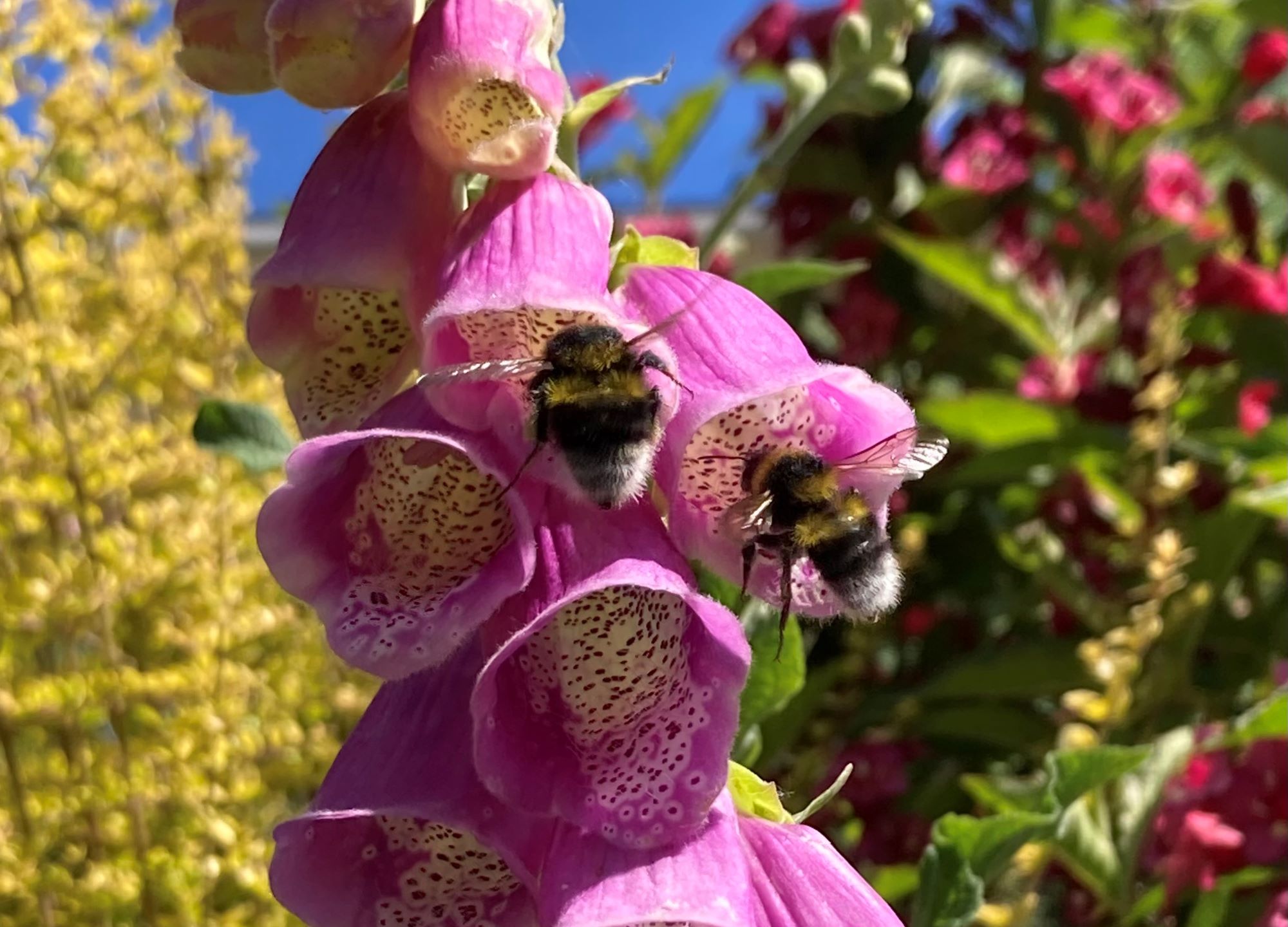 Photo 3 - Liz Windett bumble bees in foxglove flowers