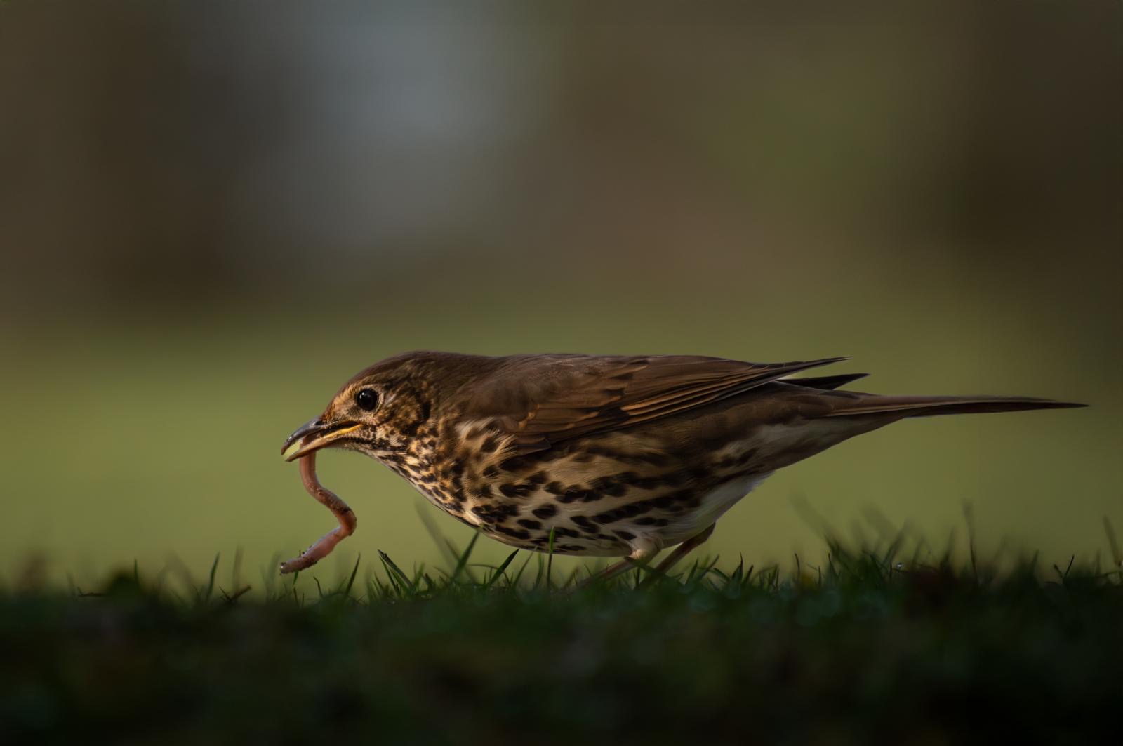 Photo 7 - WINNER - Callum Barraclough thrush bird with