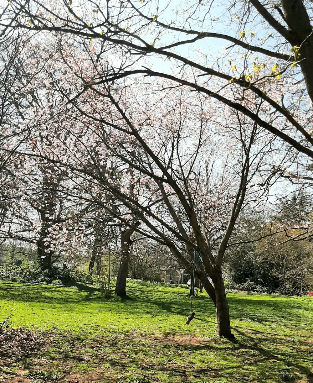 Photo 8 - Sue Fenton trees