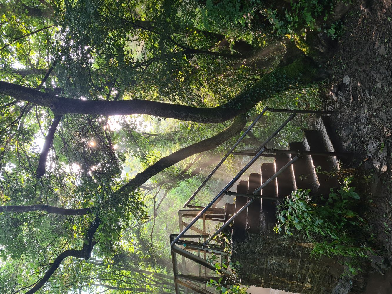 Photo 5 - Ian Cessford tree with steps