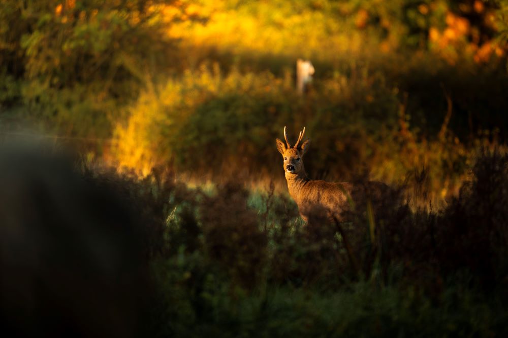 Photo 5 - Callum Barraclough Winterbourne deer in field