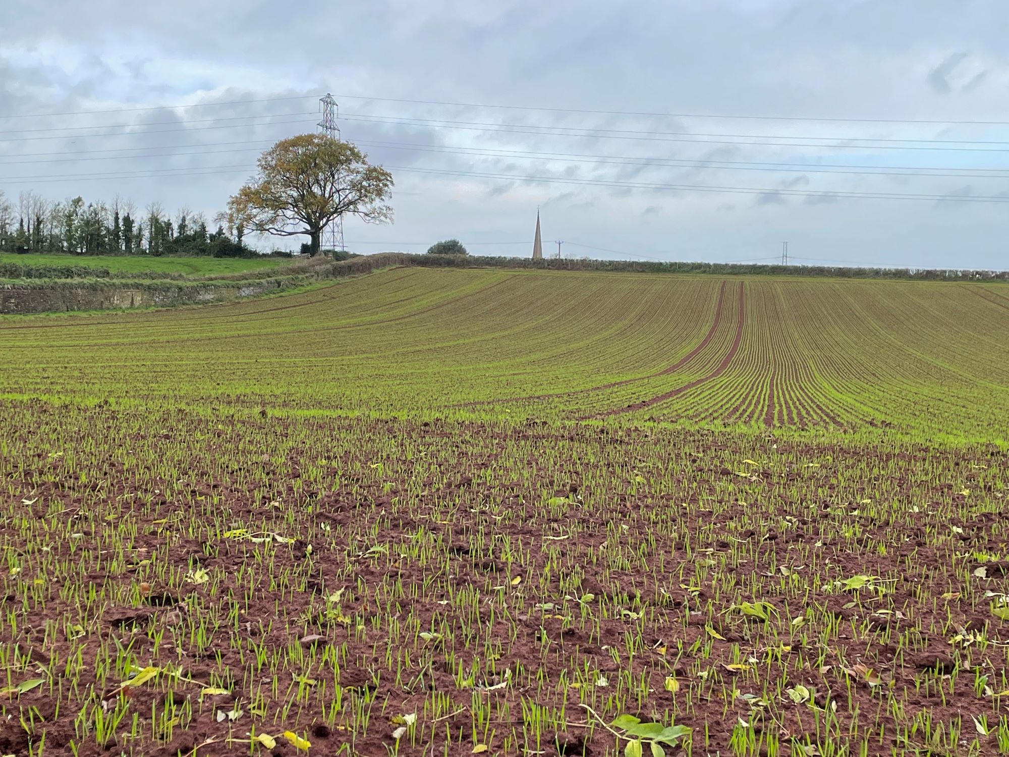 Photo 4 - Gill Risdale Winterbourne farmers field and tree next to church