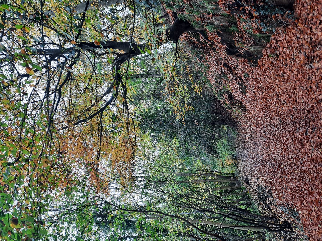Photo 12 - Laura Fogg Rogers the Dingle Winterbourne with leaves and trees