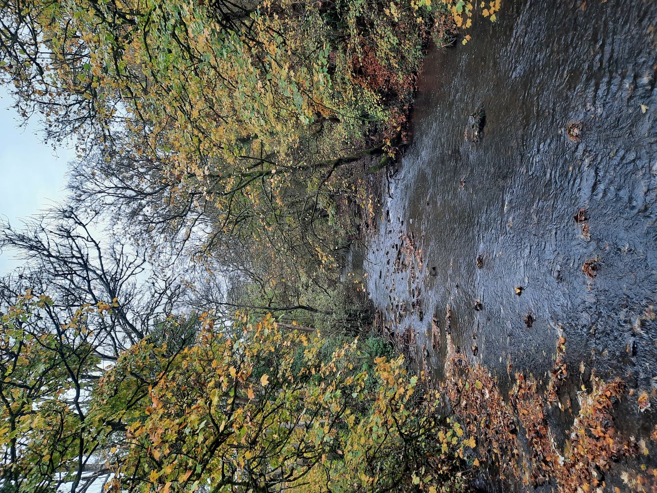 Photo 13 - Laura Fogg Rogers River Frome at the Dingle in Winterbourne