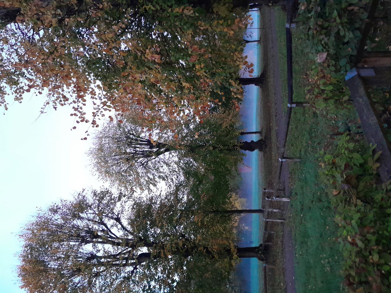 Photo 9 - Rasika Kaluskar -WINNER foggy trees in frenchay