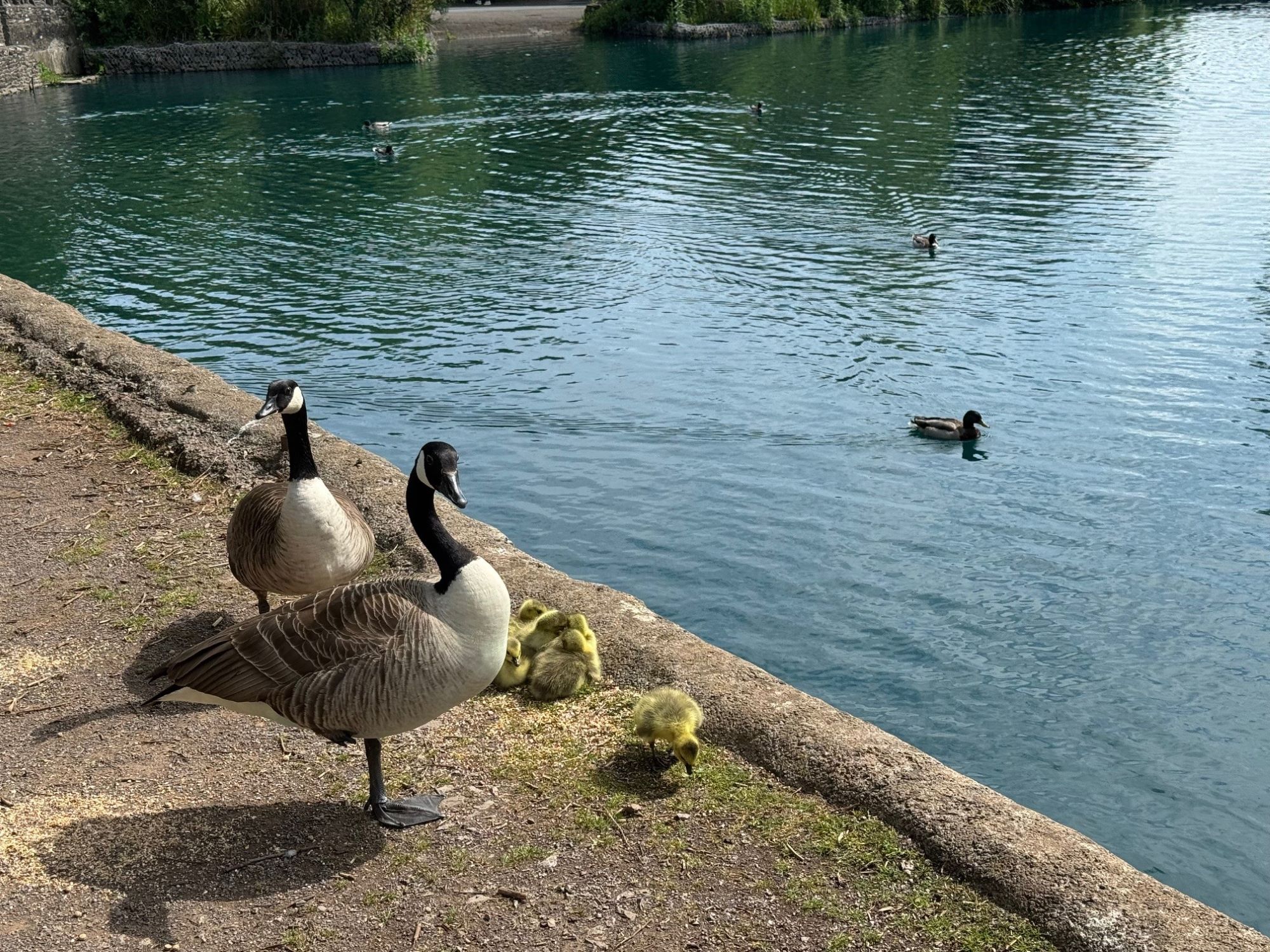 John Walpole Geese at Winterbourne Duck Pond