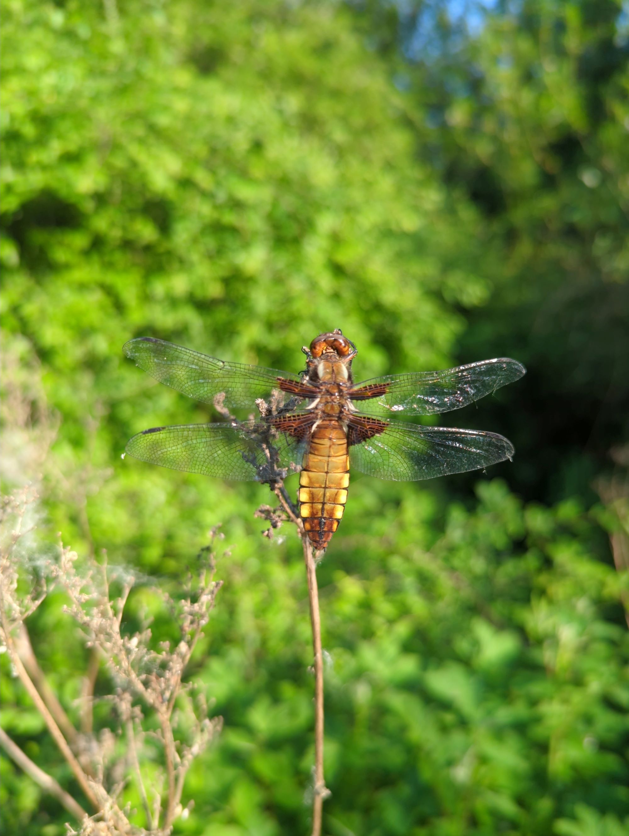 Sue Fenton Broad- bodied chaser