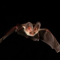 Bat Walk and Talk